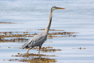Great Blue Heron - Bas-St-Laurent