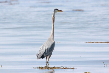 Great Blue Heron - Bas-St-Laurent