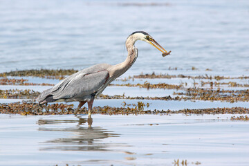 Great Blue Heron - Bas-St-Laurent