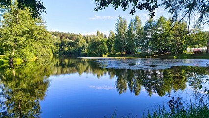 Alder branches lean over the lake water, and the trees and blue sky are reflected in it. A forest stands on the grassy shore. Algae grows in the water. Sunny summer weather © Balser
