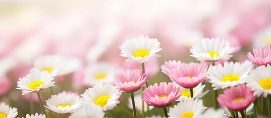 Fototapete A meadow filled with Bellis perennis commonly called daisy flowers © AkuAku