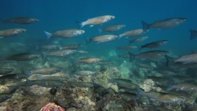 School of mullet fish underwater in the Mediterranean sea, 4k