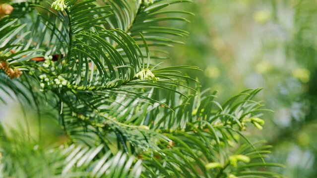 European Yew. New Bright Green With Yellow Stripes Foliage On Taxus Baccata Or Elegantissima. Nature Concept. Close up.