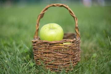 Green apples in basket. Small basket of apples. Fruits in autumn.
