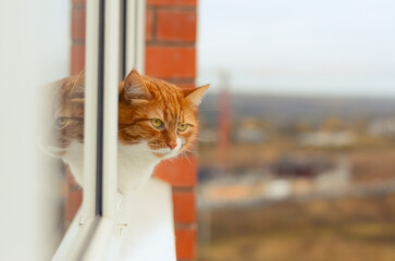 Ginger cat sitting on the windowsill on the balcony. The pet leaned out the open window. Animal theme
