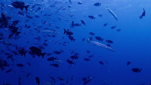 Three Blackfin Barracuda swim amongst a school of Brassy Chubb, Great Barrier Reef