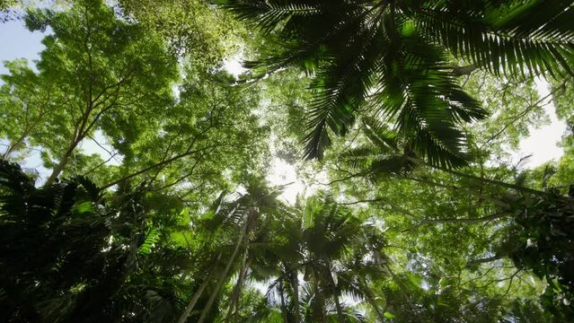 Epic, cinematic shot of sun peeking through jungle above