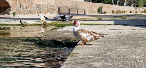 Muscovy or Barbary (Cairina moschata domestica) is the domesticated form of the wild Muscovy duck....