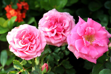 pink rose flowers