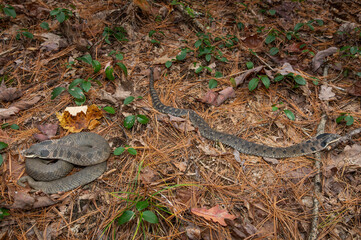 Pair of eastern hognose from a Massachusetts den site 