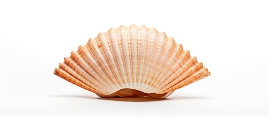 Vacation memento lone seashell on blank surface