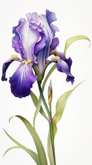 A painting of a purple iris on a white background. Purple iris flowers.
