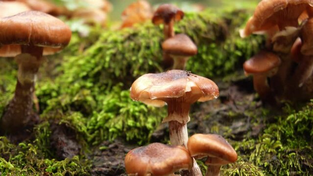 Brown Mushrooms on Moss-Covered Surface: An up-close depiction of several brown fungi growing amidst dense green moss. Forest details in focus. Nature of Montenegro.