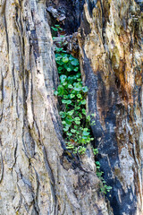 tree trunk in the forest