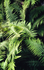 Green fern leaves with dark background