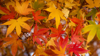 Naklejka na ściany i meble Herbstzauber in der Natur: Orange und rote Laubblätter schaffen Atmosphäre