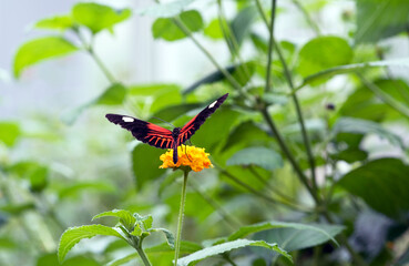 The Doris Longwing Butterfly
