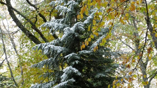Conifer covered in light snow stands among trees with autumn leaves. The image showcases the overlap of fall and winter seasons.