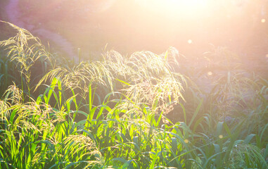 Green field grass fluffy flowering panicles with bright shining sun on sunny summer day evening....