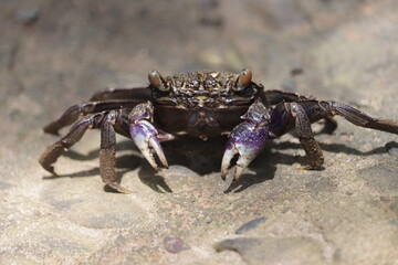 Purple Tree-climbing Crab