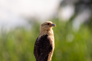 Close-up of a golden eagle (Haliaeetus leucocephalus)