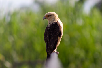 Close-up of a golden eagle (Haliaeetus leucocephalus)