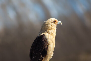 Close-up of a golden eagle (Haliaeetus leucocephalus)