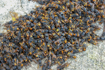 a pile of dead asian hornets