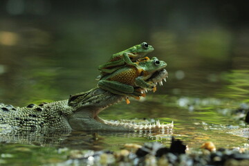 crocodiles, frogs, a crocodile with its mouth open, and two cute frogs above its mouth