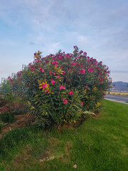 A lone oleander tree surrounded by green grass