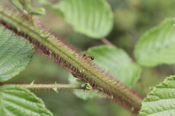 Ant on branch in Himachal