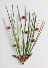 Abstract arrangement with pine needles and pink berries
