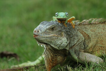 Fototapeta premium iguana, frog, an iguana and a cute frog on top of his head