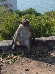 red monkey in the garden