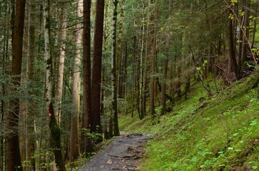 Beautiful view of pathway among green tall trees in forest