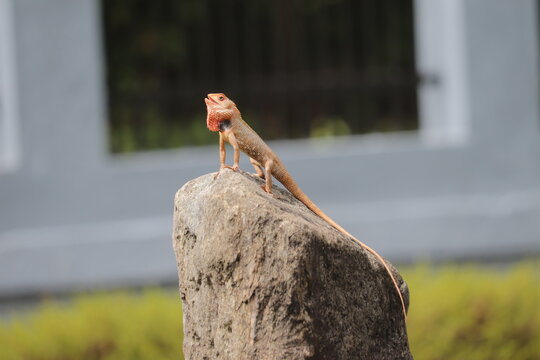 Chameleon on rock near ancient Shiva Temple in Goa