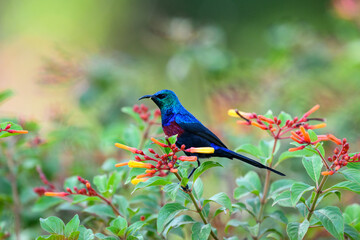 Red-chested Sunbird collecting nectar from the flowers