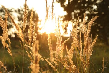 Beautiful view of reed grass growing in meadow at sunset