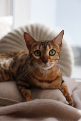 Cute Bengal cat lying on windowsill at home. Adorable pet
