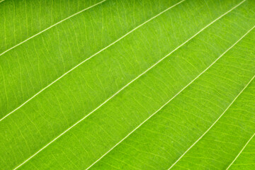 Macro photo of green leaf as background