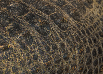 Rough Skin Texture of Aligator Close Up