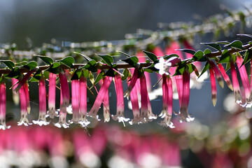 Pink flowers of the common heath Epacris