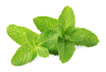 Fresh green mint leaves isolated on white