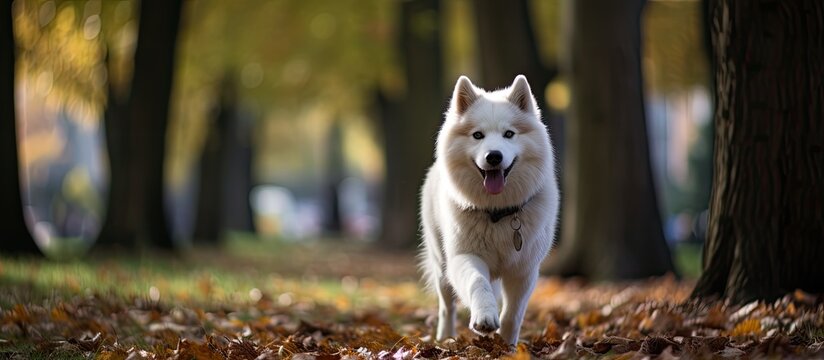 Husky dog strolling at park