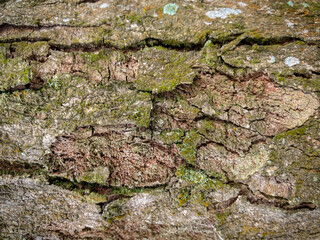 Tree bark texture, Tree trunk with green moss on it. Wood texture for background wood work