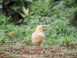 A chicken baby in the garden