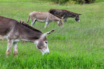 Naklejka na ściany i meble a herd oh three donkeys grazing green grass on the farmland