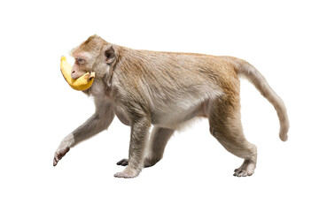 Side view, macaca or monkey brown is holds banana fruit food in mouth and eat. It is walking with hungry, cute, funny and happy. Isolated on white background with clipping path and transparent - obrazy, fototapety, plakaty