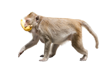 Side view, macaca or monkey brown is holds banana fruit food in mouth and eat. It is walking with hungry, cute, funny and happy. Isolated on white background with clipping path and transparent