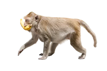 Rolgordijnen Side view, macaca or monkey brown is holds banana fruit food in mouth and eat. It is walking with hungry, cute, funny and happy. Isolated on white background with clipping path and transparent © sompao